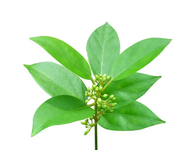 GlucoBerry Ingredient